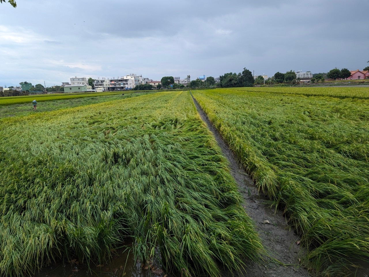 康芮颱風重創雲林水稻 劉建國促中央迅速理賠 226 照片來源:劉建國立委辦公室