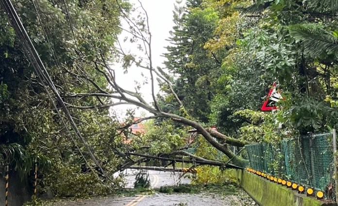 路樹、電桿橫躺阻通行 龜山警提醒用路人改道 57 8553CD75 2E39 4276 A925 1F2DE1E4251E