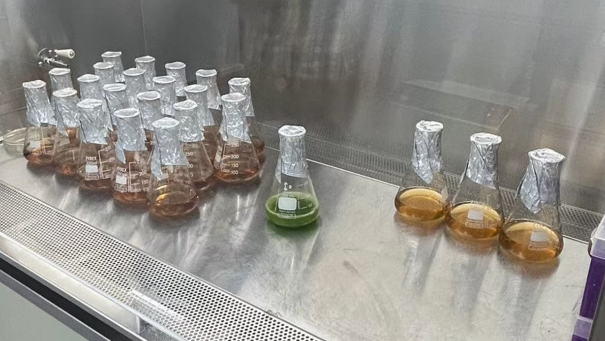 蘇菲營養實驗室參與歐洲太空總署的太空農業計畫,帶著綠藻上太空。(圖/新東陽樂活式提供)