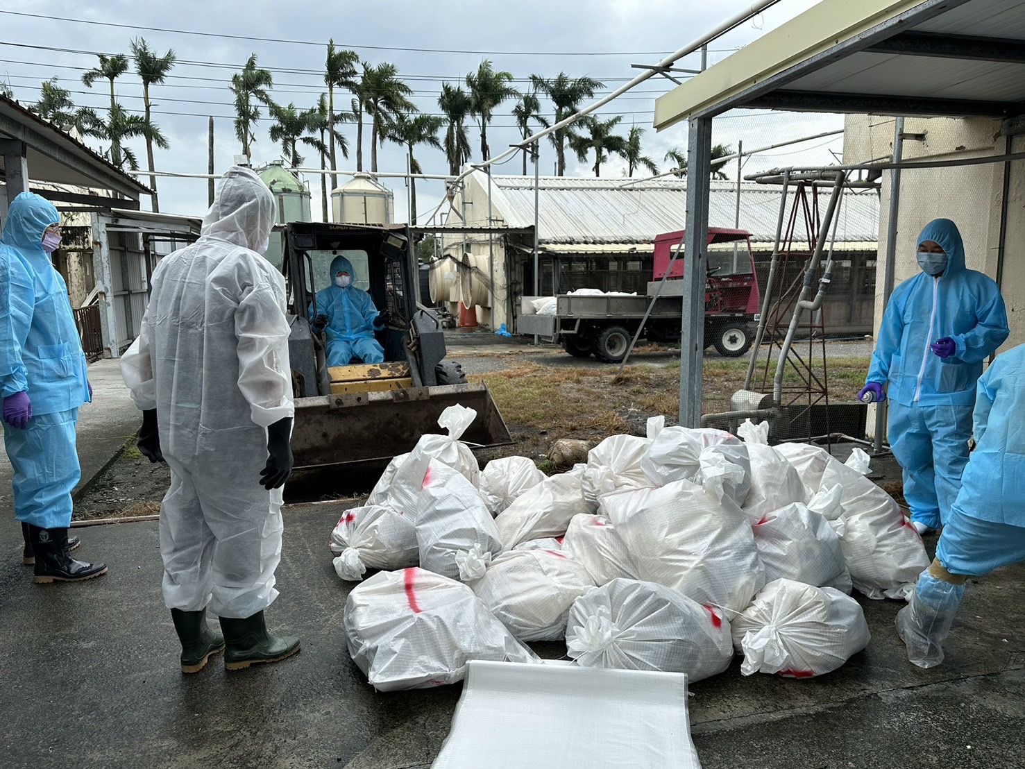 ▲北斗鎮一處種鵝場確認感染新型H5N1禽流感病毒，彰化縣動物防疫所派員已完成清場消毒及撲殺工作。（動物防疫所提供）