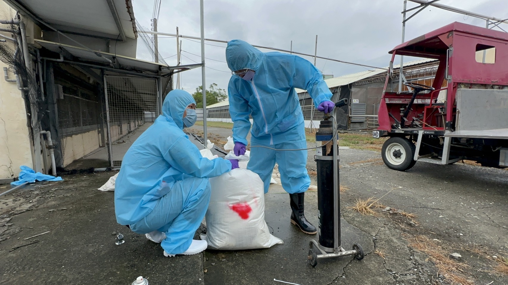 ▲北斗鎮一處種鵝場確認感染新型H5N1禽流感病毒，彰化縣動物防疫所派員已完成清場消毒及撲殺工作。（動物防疫所提供）