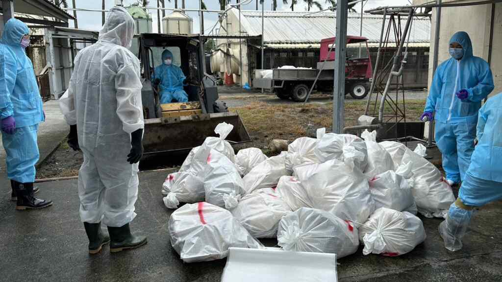 ▲彰化縣北斗鎮1場種鵝場確診感染新型H5N1亞型高病原性禽流感病毒,動防所防疫人員於1日完成該鵝場撲殺清場及消毒工作,計撲殺1,478隻鵝。(彰化縣動物防疫所提供)