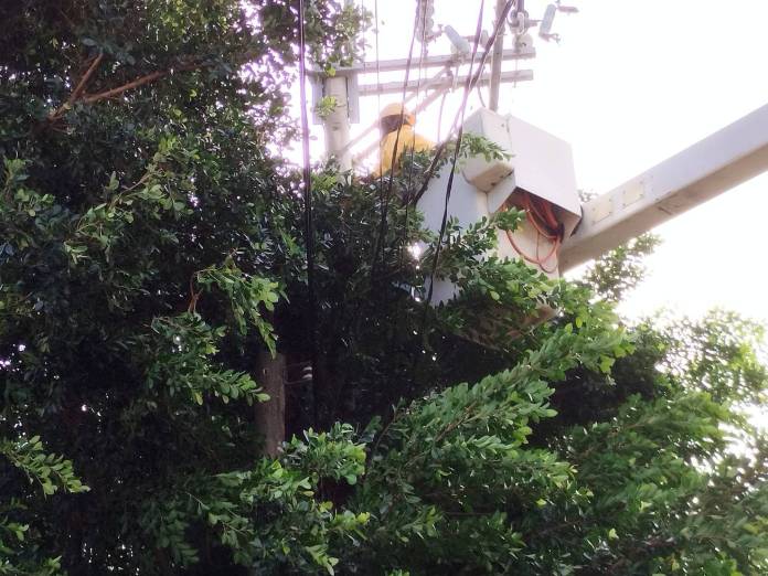 強風豪雨致樹木壓毀電線 台電加速搶修力拚全面復電 20 S 4087938