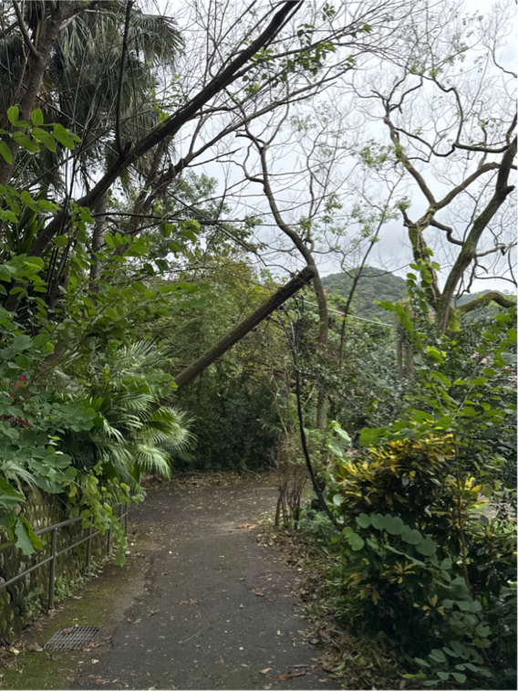 強風豪雨致樹木壓毀電線 台電加速搶修力拚全面復電 21 S 4087937 0