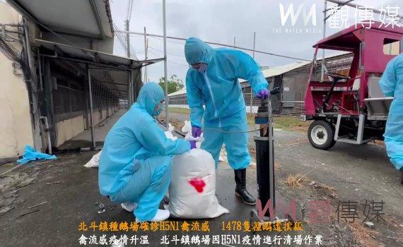 (有影片)/北斗鎮種鵝場確診H5N1禽流感 1478隻種鵝遭撲殺
