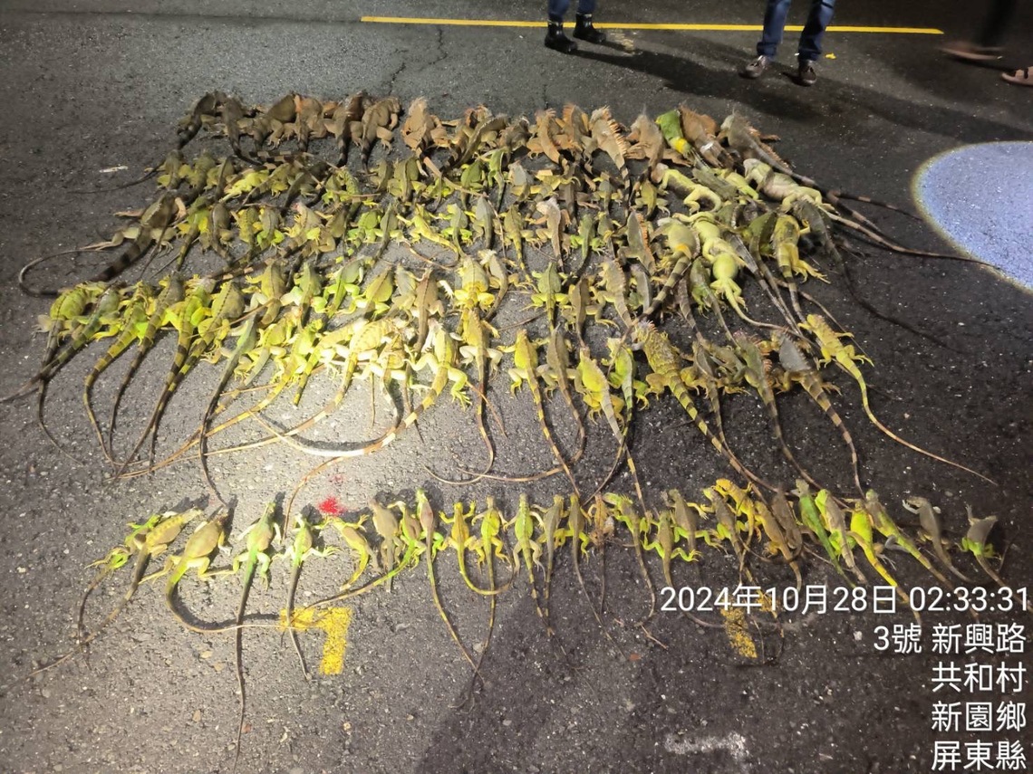 屏縣府夜間巡捕綠鬣蜥移除成效豐碩 農民可申請專案移除  　