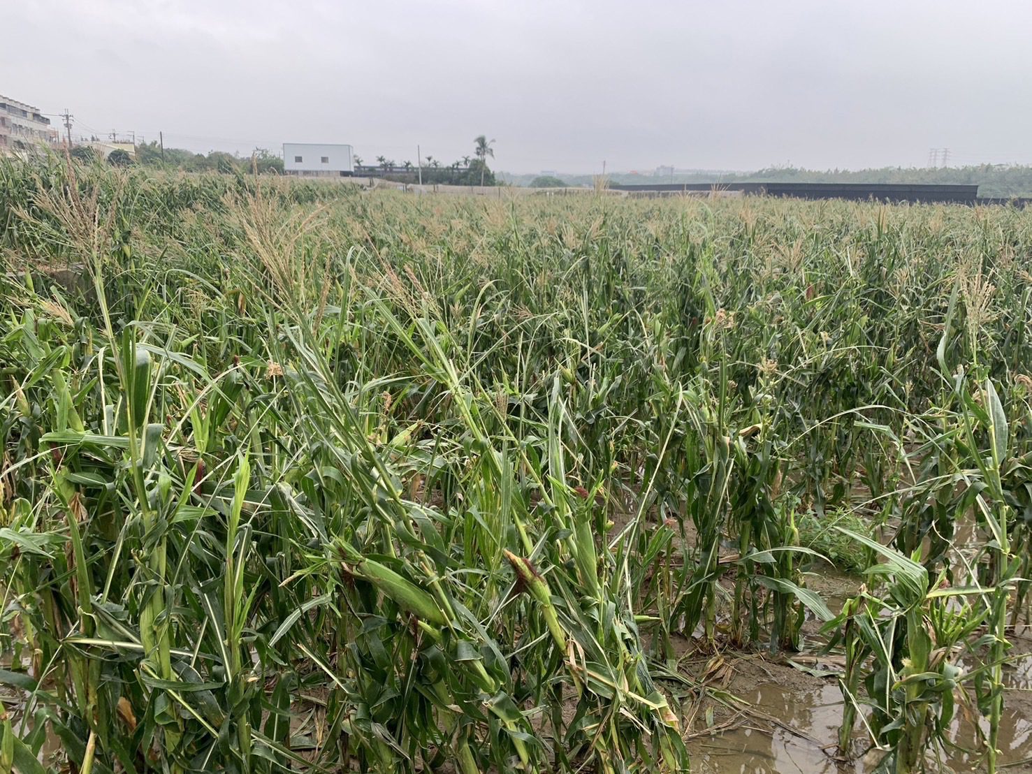 中市硬質玉米及大豆災損 11/18前可申請現金救助 中市硬質玉米及大豆災損 11/18前可申請現金救助