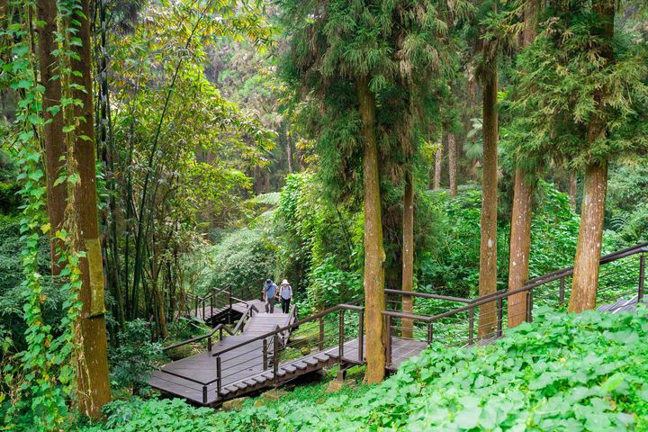 加入「慢遊嘉義」Line@抽獎!遊阿里山免費住山景民宿、大啖人氣甜甜圈
