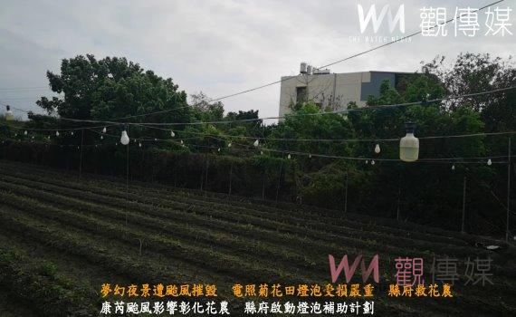 (有影片)/夢幻夜景遭颱風摧毀 電照菊花田燈泡受損嚴重 縣府救花農