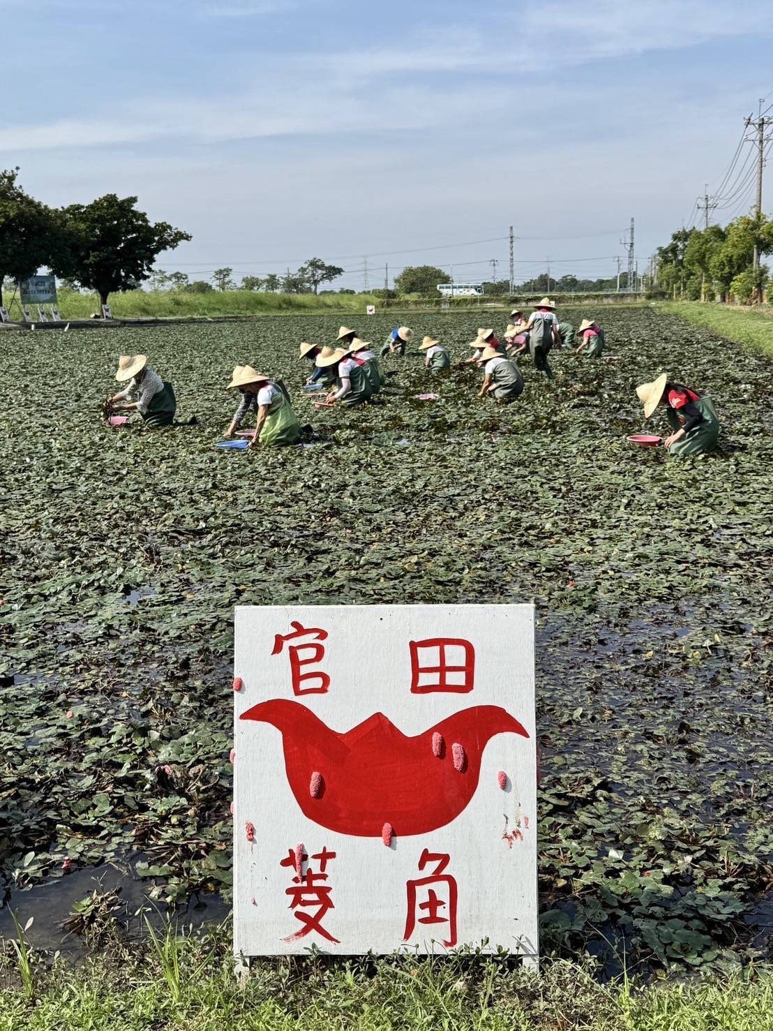 秋風起、菱角熟　嚐鮮菱角正當時