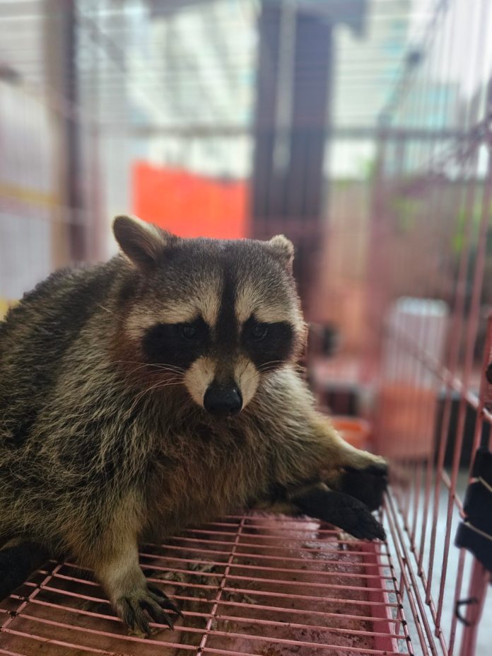 阿嬤養的?超巨大北美浣熊桃園走失 吃OREO前會「轉一轉」 17 386814 0 scaled