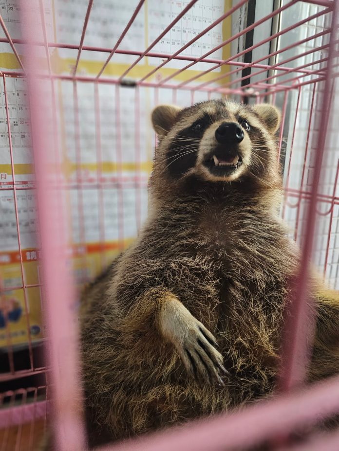 阿嬤養的?超巨大北美浣熊桃園走失 吃OREO前會「轉一轉」 18 386810 0 scaled