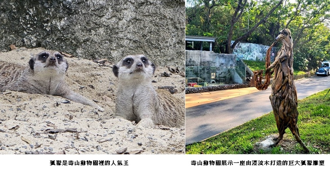 壽山動物園二米高狐獴漂流木迎賓 手持樂器揚聲動保與永續