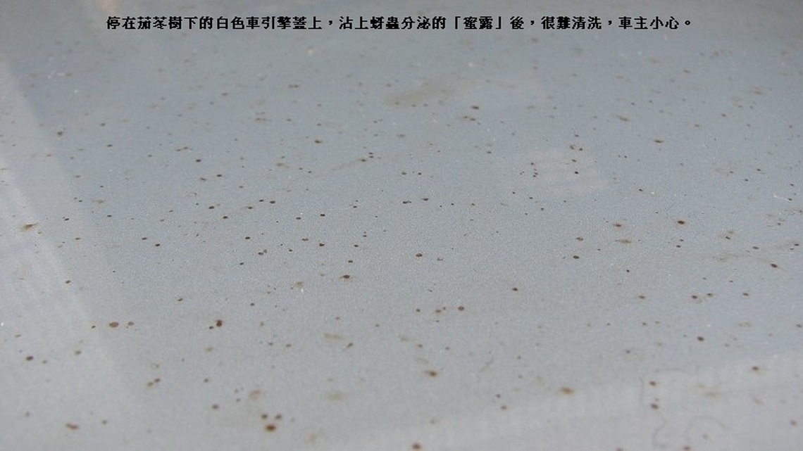 茄苳樹上惱人的「蚜蟲」與「蜜露」