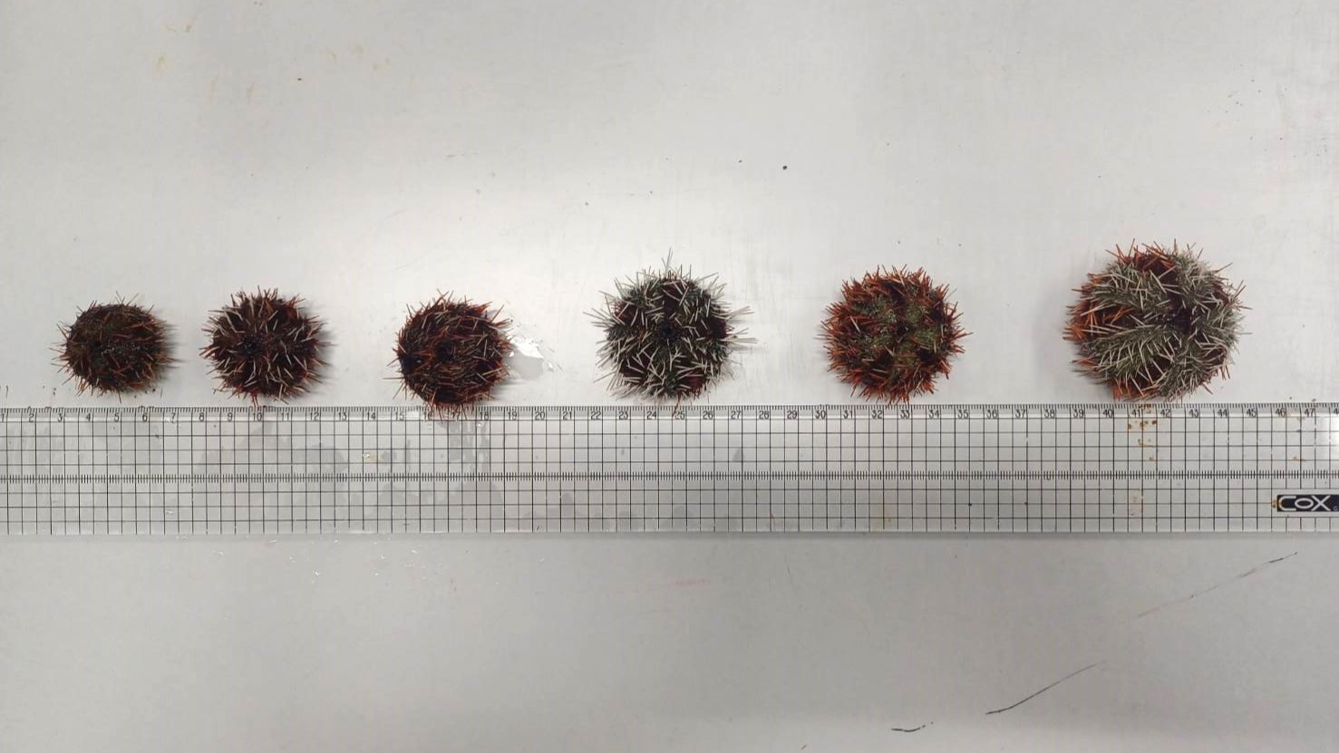 ▲嘉大團隊突破馬糞海膽養殖技術,找到解方完成人工飼料研發。(圖/嘉義大學提供)