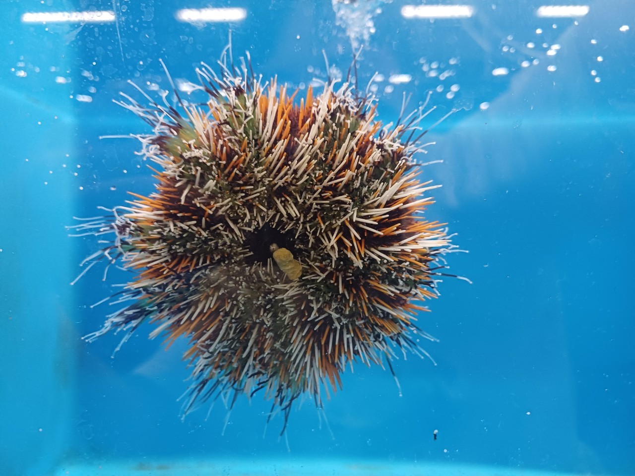 ▲嘉大團隊突破馬糞海膽養殖技術，找到解方完成人工飼料研發。（圖/嘉義大學提供）