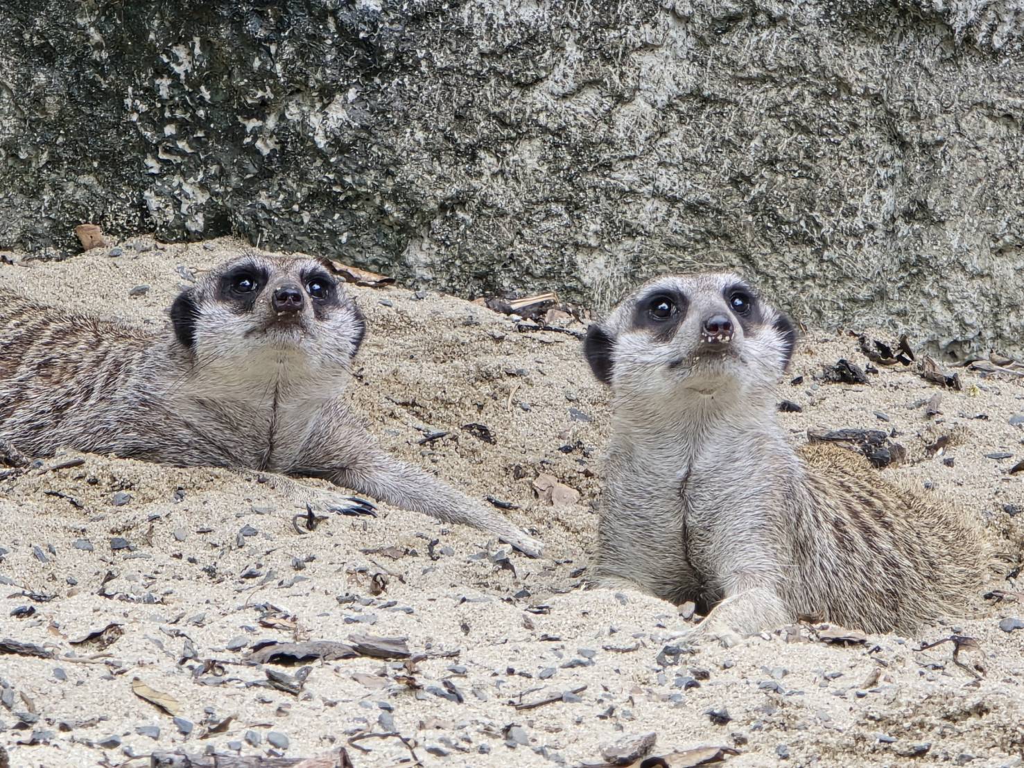 「萌萌的守護者」壽山動物園二米高狐獴漂流木迎賓