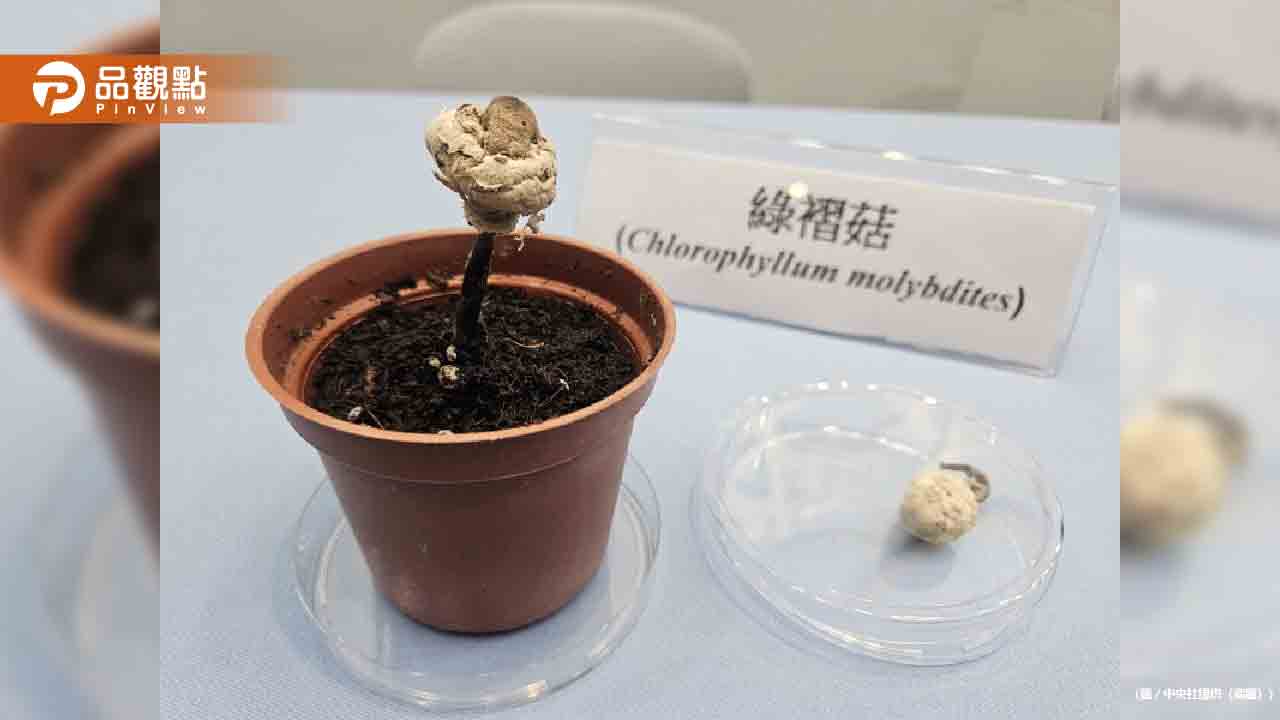 69歲老翁誤食野生「魔菇」驚見魔神仔　尿失禁送醫