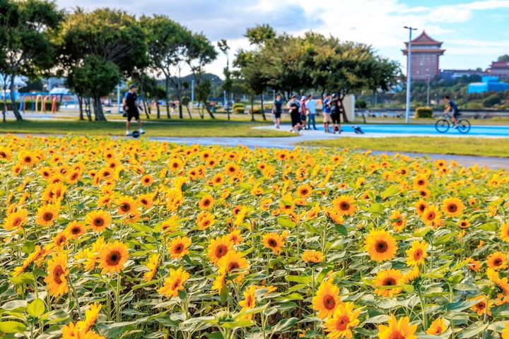 台北市大佳、美堤河濱花之饗宴 向日葵和自然系花海盛開