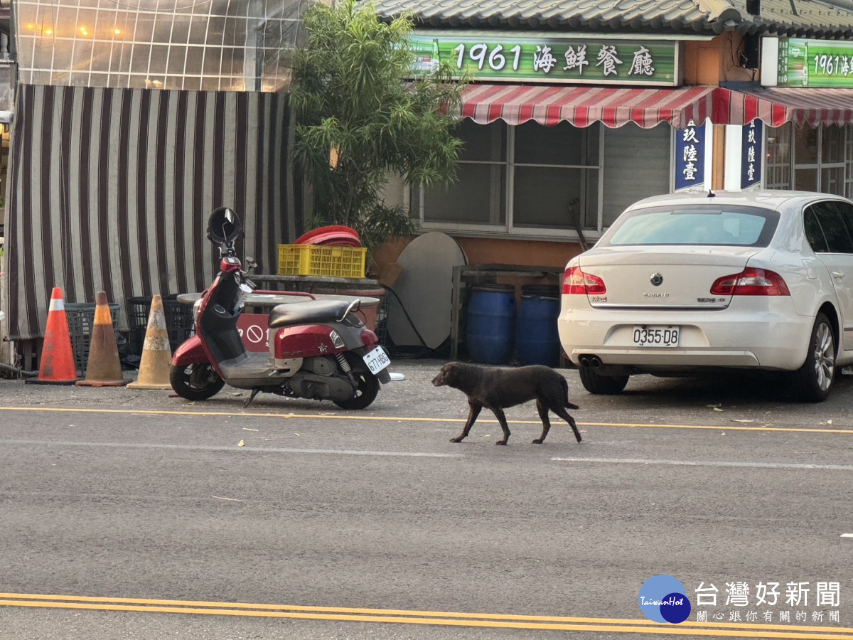 嘉義市隨處可見遊蕩犬隻/郭定緯服務處提供