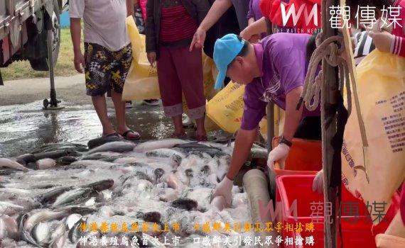 (有影片)/熱鬧搶購 伸港養殖烏魚首次上市 口感鮮美引發民眾爭相搶購
