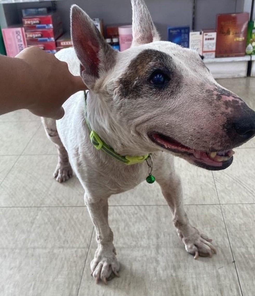 嘉畜所愛心救援路邊哭泣癱瘓犬,助狗狗找到溫暖新家