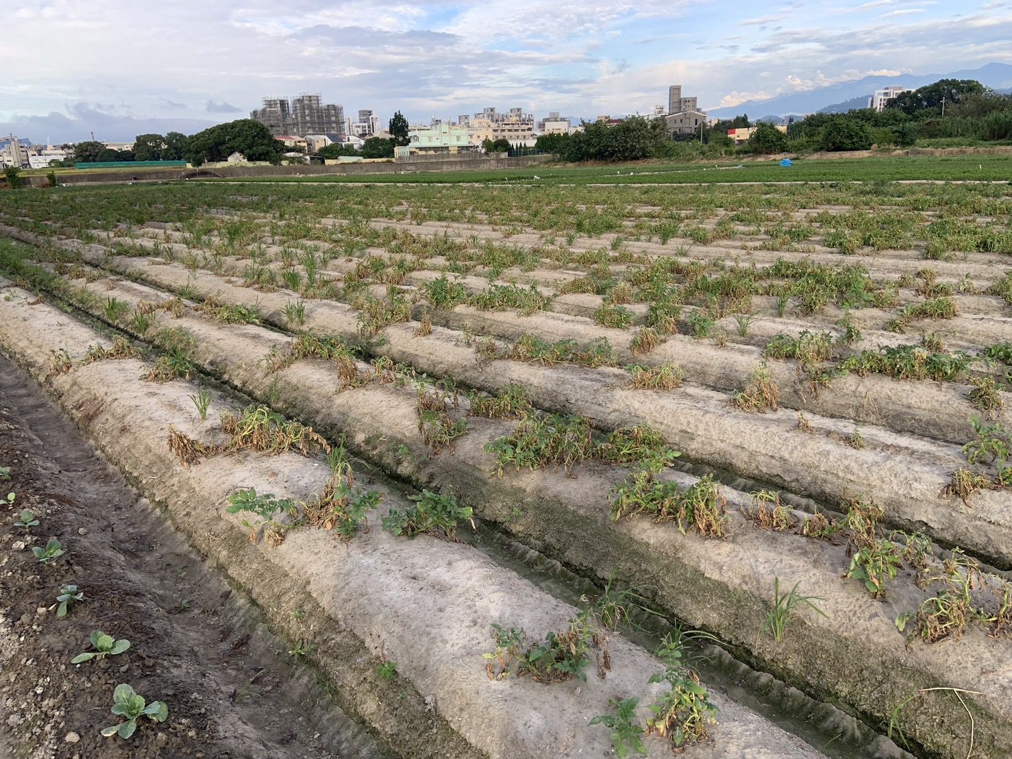 中市馬鈴薯災損 11/25前可申請現金救助 中市馬鈴薯災損 11/25前可申請現金救助