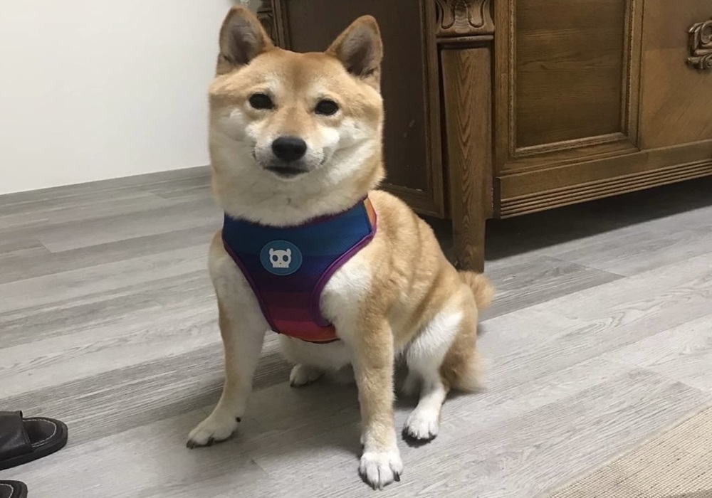 騎車遭撞愛犬驚逃 警協助尋回老翁安心就醫 225 248241112a07