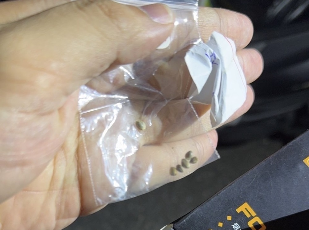 邊騎機車邊滑手機 違規被警攔查又搜出大麻種子 217 cnews204241112a06