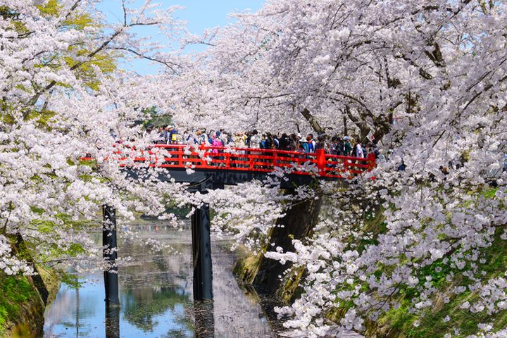 日本賞櫻團旅費將比2024年櫻花期略為上漲5-10%。 圖:shutterstock/來源