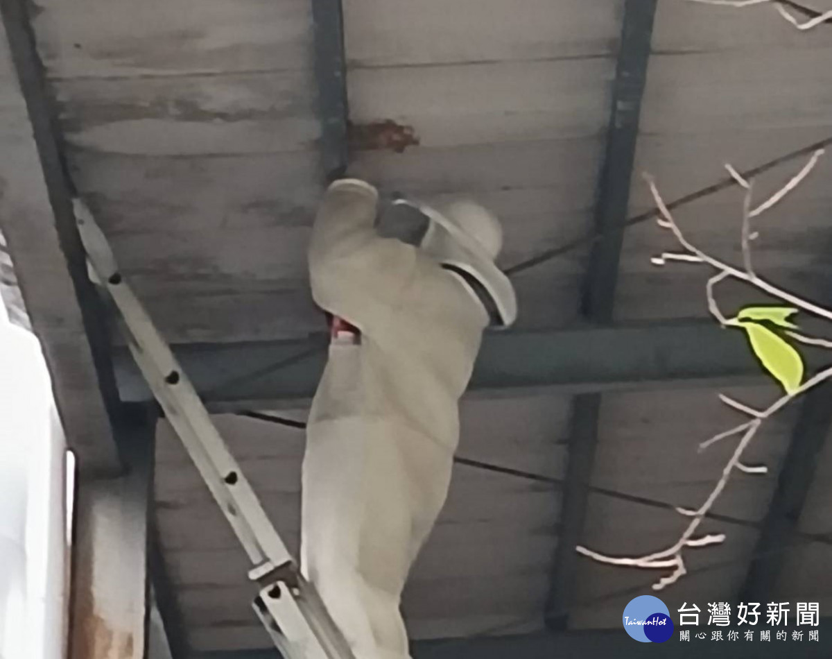 桃園捕蜂隊員遭虎頭蜂螫亡， 市府採購「救命筆」、安排過敏體質檢查保障人員安全。