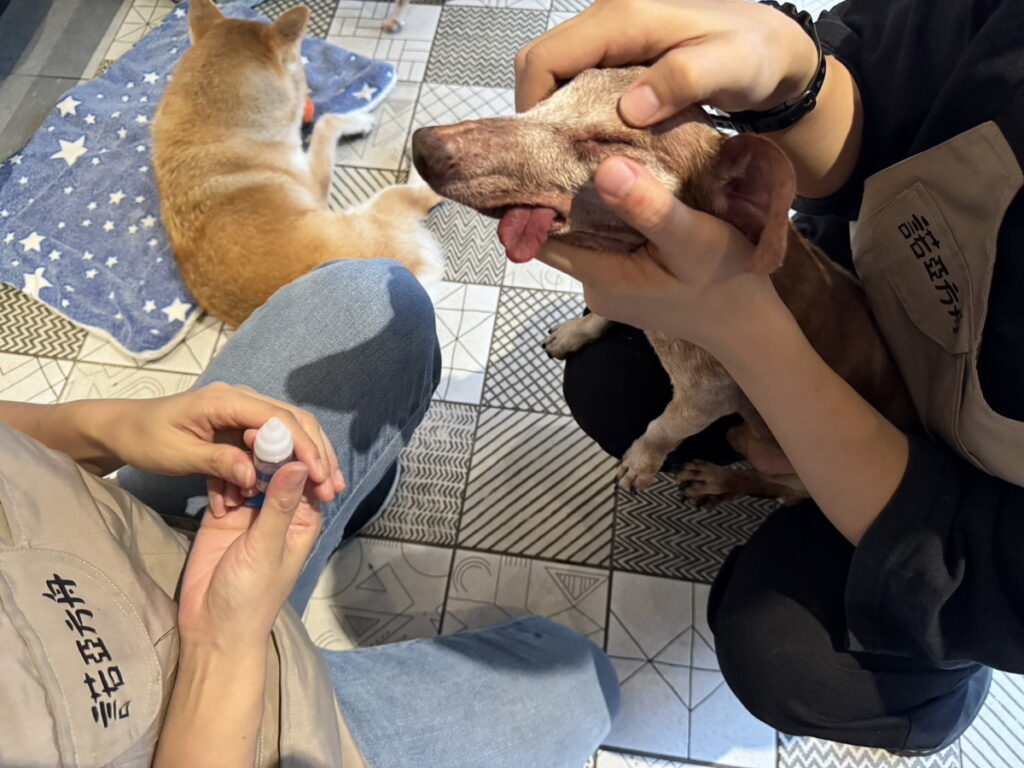 諾亞方舟動物同樂協會為弱勢貓犬提供醫療照護工作,也為領養人提供支持性服務