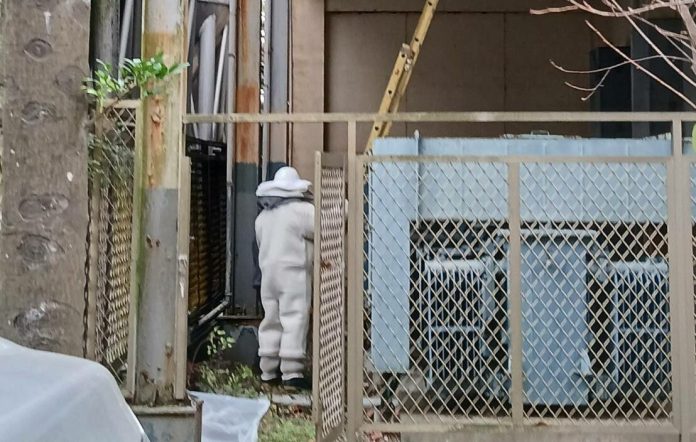 桃園農業局將採購「救命筆」 提升捕蜂捉蛇大隊執勤安全 59 15974 0 e1731575026508