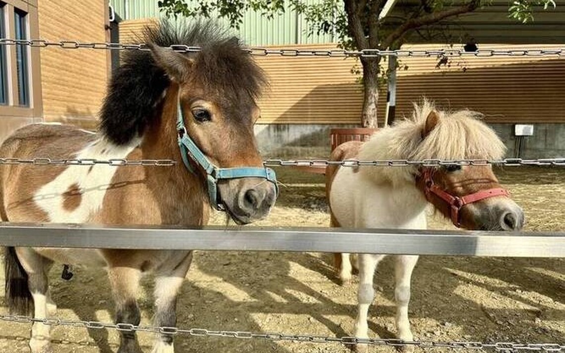 台南馬術場遭遊蕩犬攻擊5寵物馬死傷