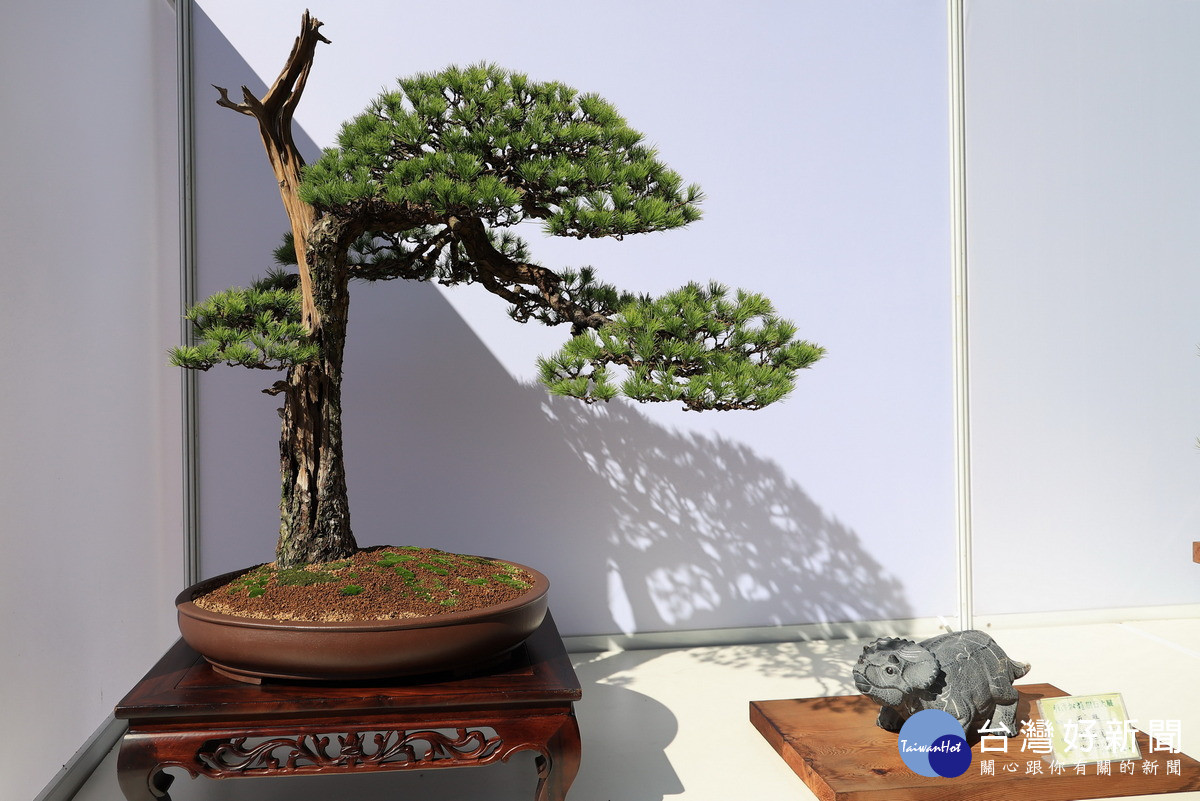 展出之樹、石作品。(圖/縣府提供)