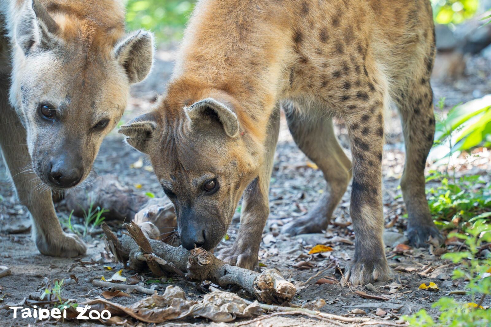 遊客擅闖動物圍欄餵食鬣狗 動物園:將嚴格依法究辦 218 遊客擅闖動物圍欄餵食鬣狗 動物園:將嚴格依法究辦 217