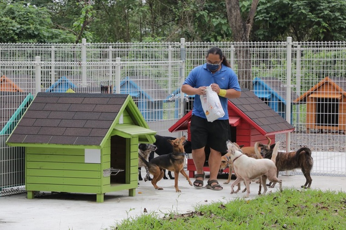 台南全國首創遊蕩犬暫置區毛孩森活村啟用