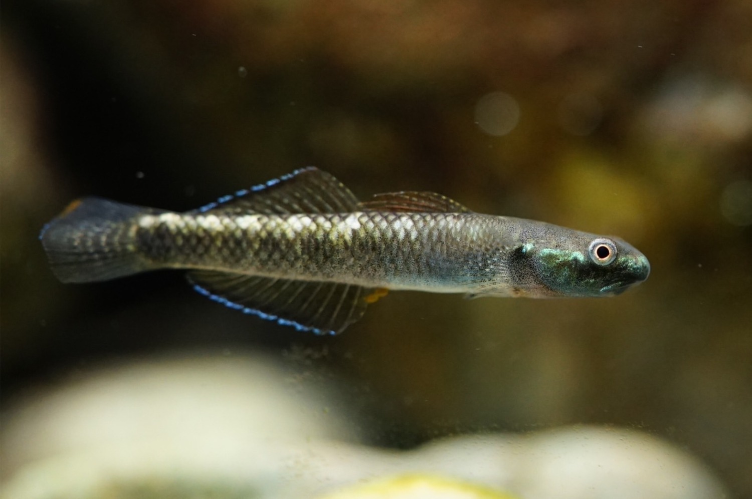 揭開新物種鰕虎魚神秘面紗  中山大學呼籲謹慎保育棲地