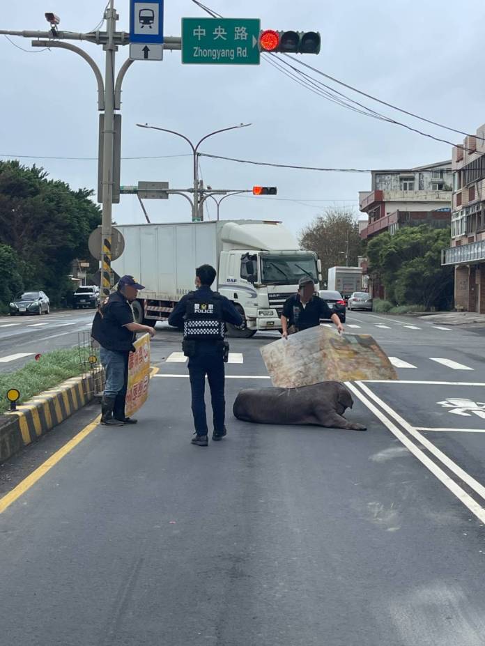 準備前往屠宰場 黑豬掉落路中被捕 61 309215 0