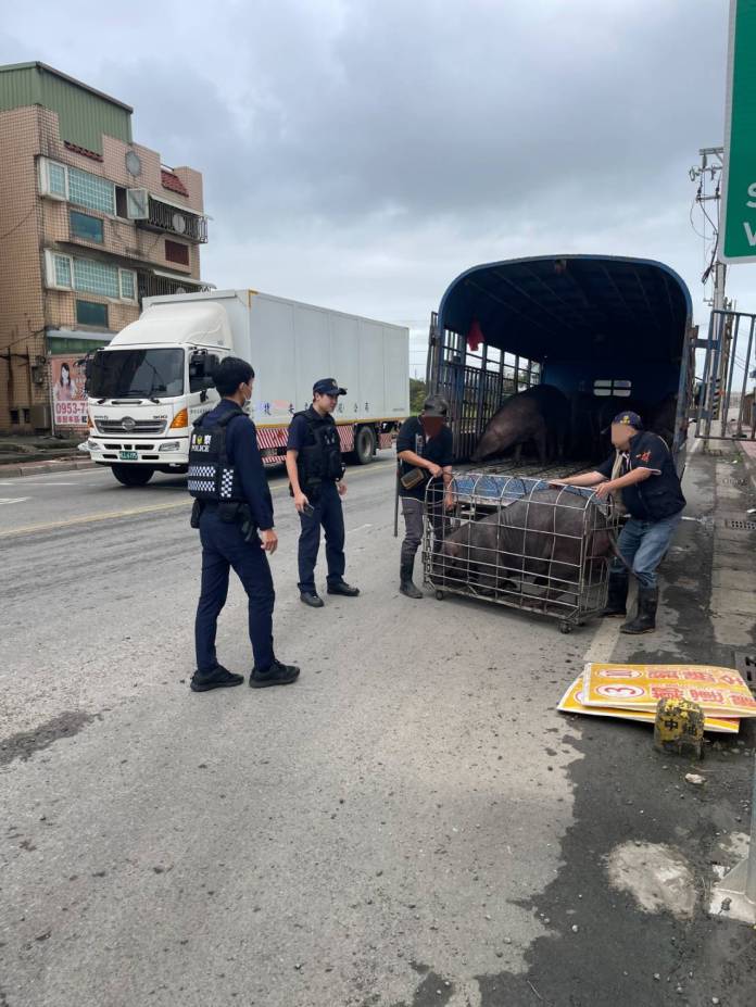 準備前往屠宰場 黑豬掉落路中被捕 62 309217 0
