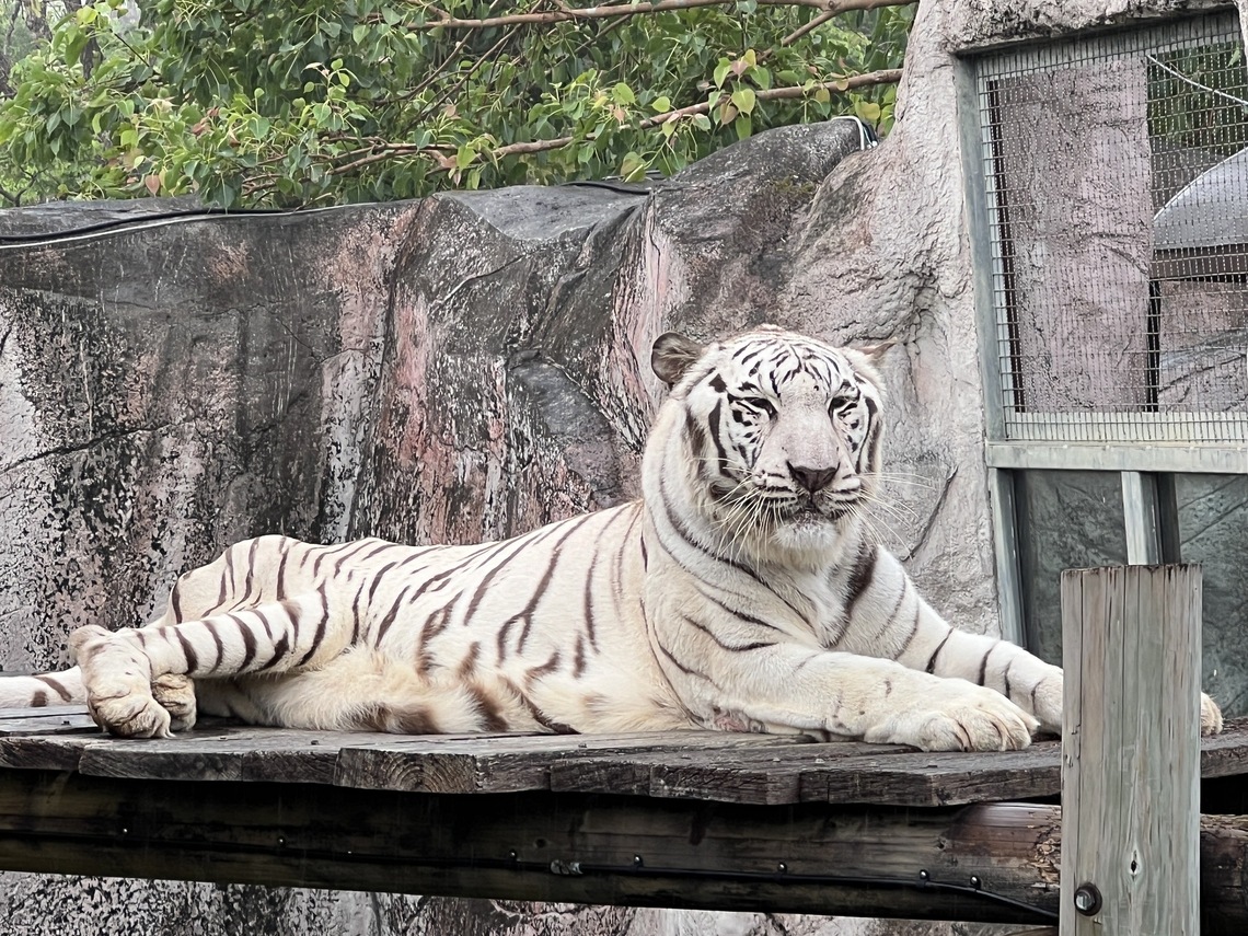 漾新聞|向風災救援英雄致敬 壽山動物園暖推憑證年底前免費入園