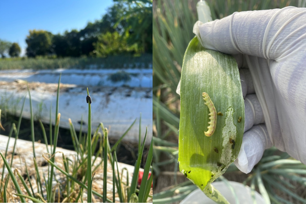 【聯發科技智在家鄉】以菌制菌與生物防治技術 雙重實踐除蟲害與綠色生活 234 CNEWS195241118a02