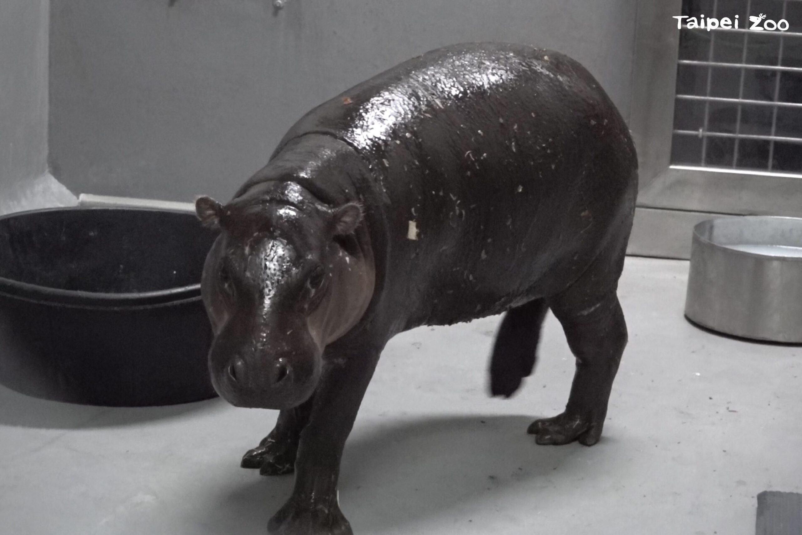 北市動物園新嬌客 侏儒河馬Thabo抵臺