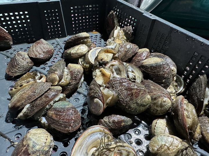 貢寮鮑產季「擁鮑食光」開動!嘗海味美食、順遊東北角美景