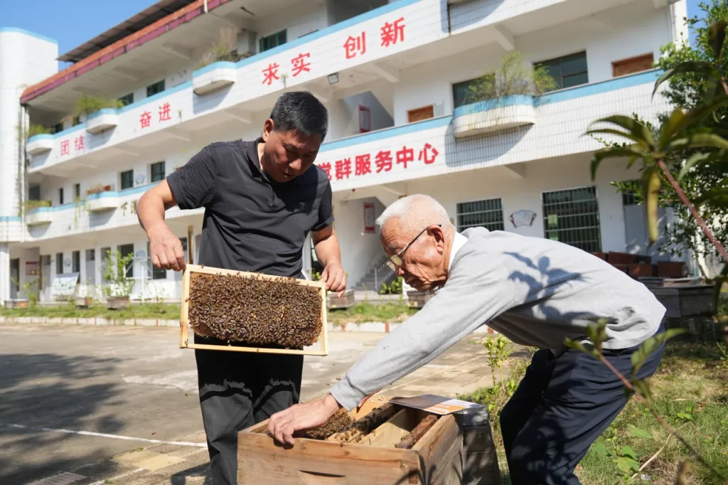 官莊下濯蜜蜂養殖