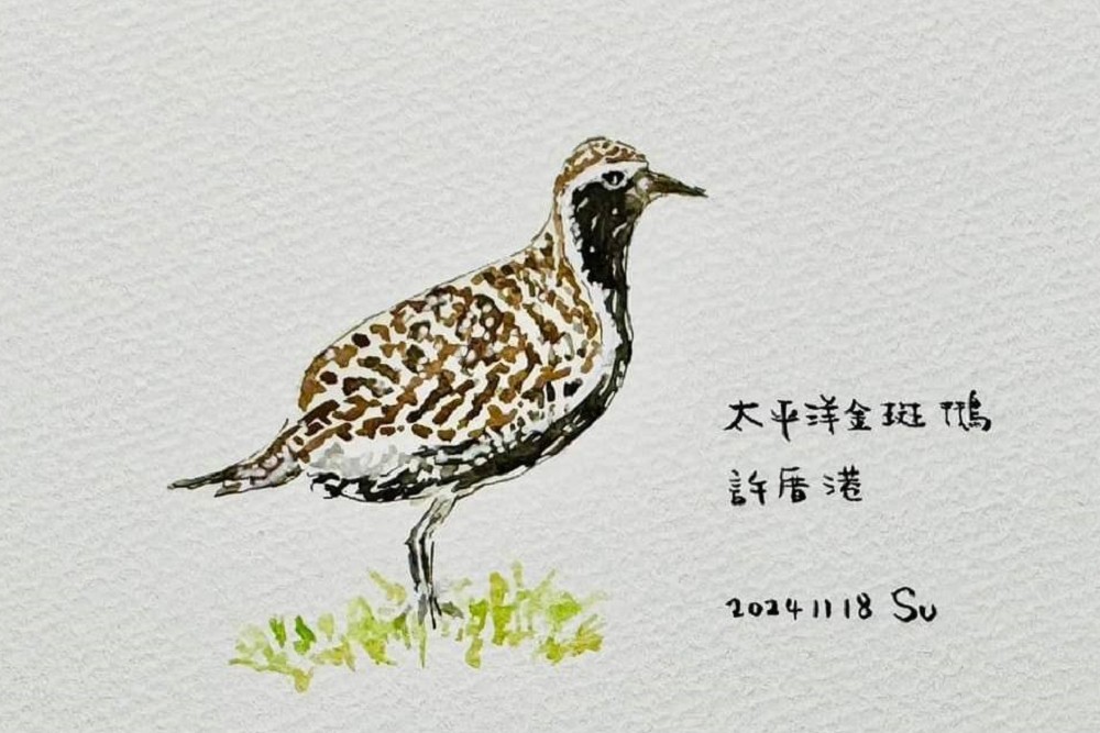 許厝港濕地復育有成萬隻候鳥造訪 蘇俊賓手繪插圖邀民眾參與 234 許厝港濕地復育有成萬隻候鳥造訪 蘇俊賓手繪插圖邀民眾參與 233
