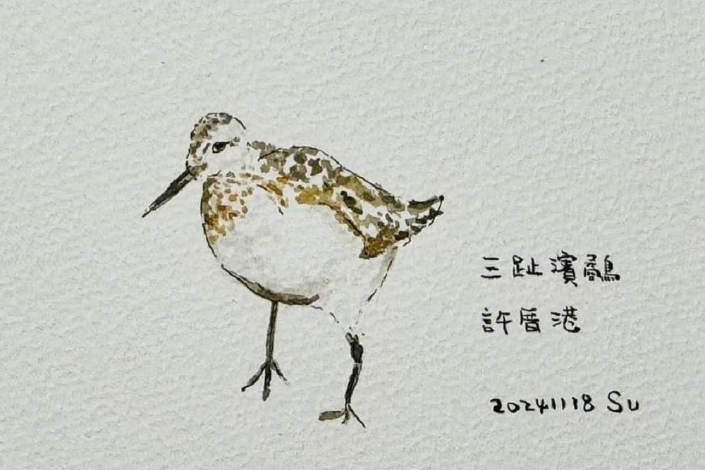 許厝港濕地復育有成萬隻候鳥造訪 蘇俊賓手繪插圖邀民眾參與 238 許厝港濕地復育有成萬隻候鳥造訪 蘇俊賓手繪插圖邀民眾參與 237