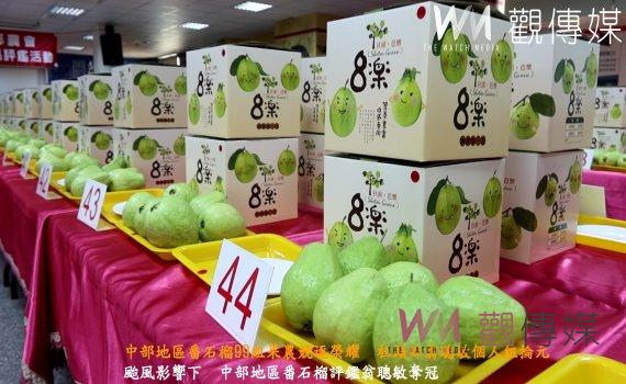 (有影片)/中部地區番石榴99組果農競逐榮耀 社頭鄉翁聰敏個人組掄元
