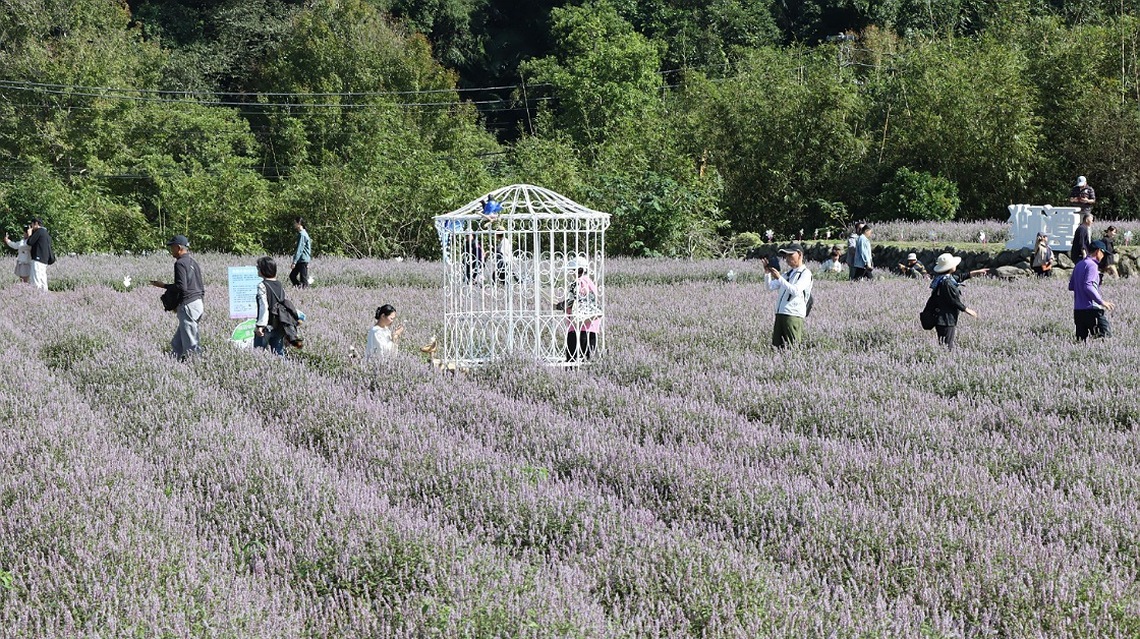 2024獅潭仙草花節11/23登場 連續兩週末日邀您遊賞浪漫紫色花海