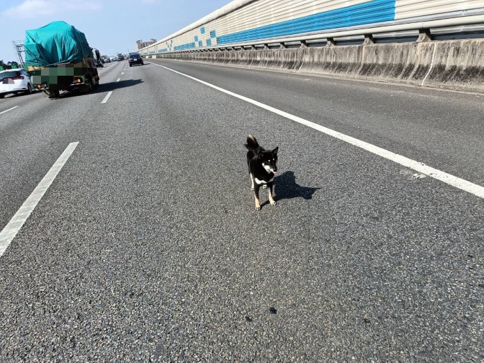 超驚險!國道2號兩車碰撞 愛犬衝出亂竄警急圍捕 54 S 42680416